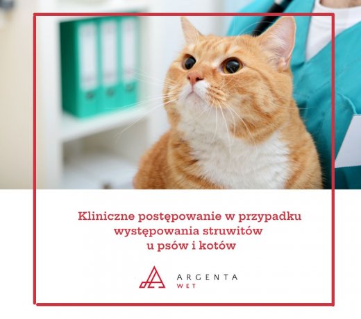 Kliniczne postępowanie w przypadku występowania struwitów  u psów i kotów