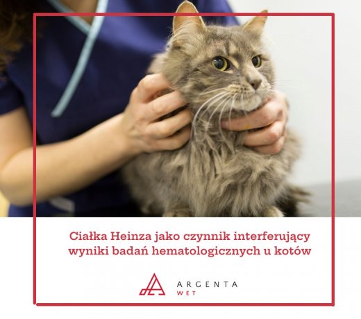 Ciałka Heinza jako czynnik interferujący wyniki badań hematologicznych u kotów