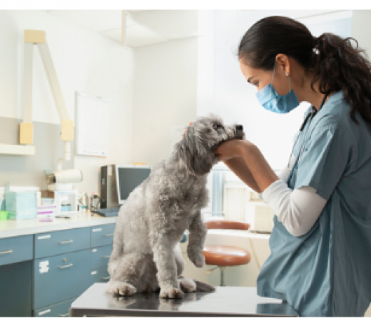Lubrycyna jako istotny klinicznie składnik płynu stawowego w chorobach zwyrodnieniowych u psów