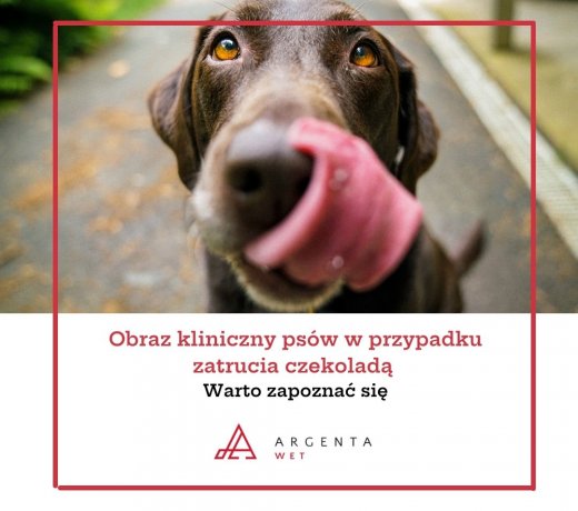 Obraz kliniczny psów w przypadku zatrucia czekoladą 