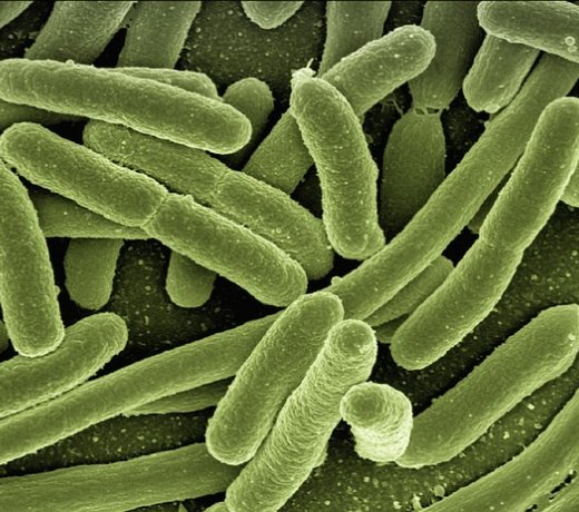 Legionella – objawy, przebieg choroby i leczenie
